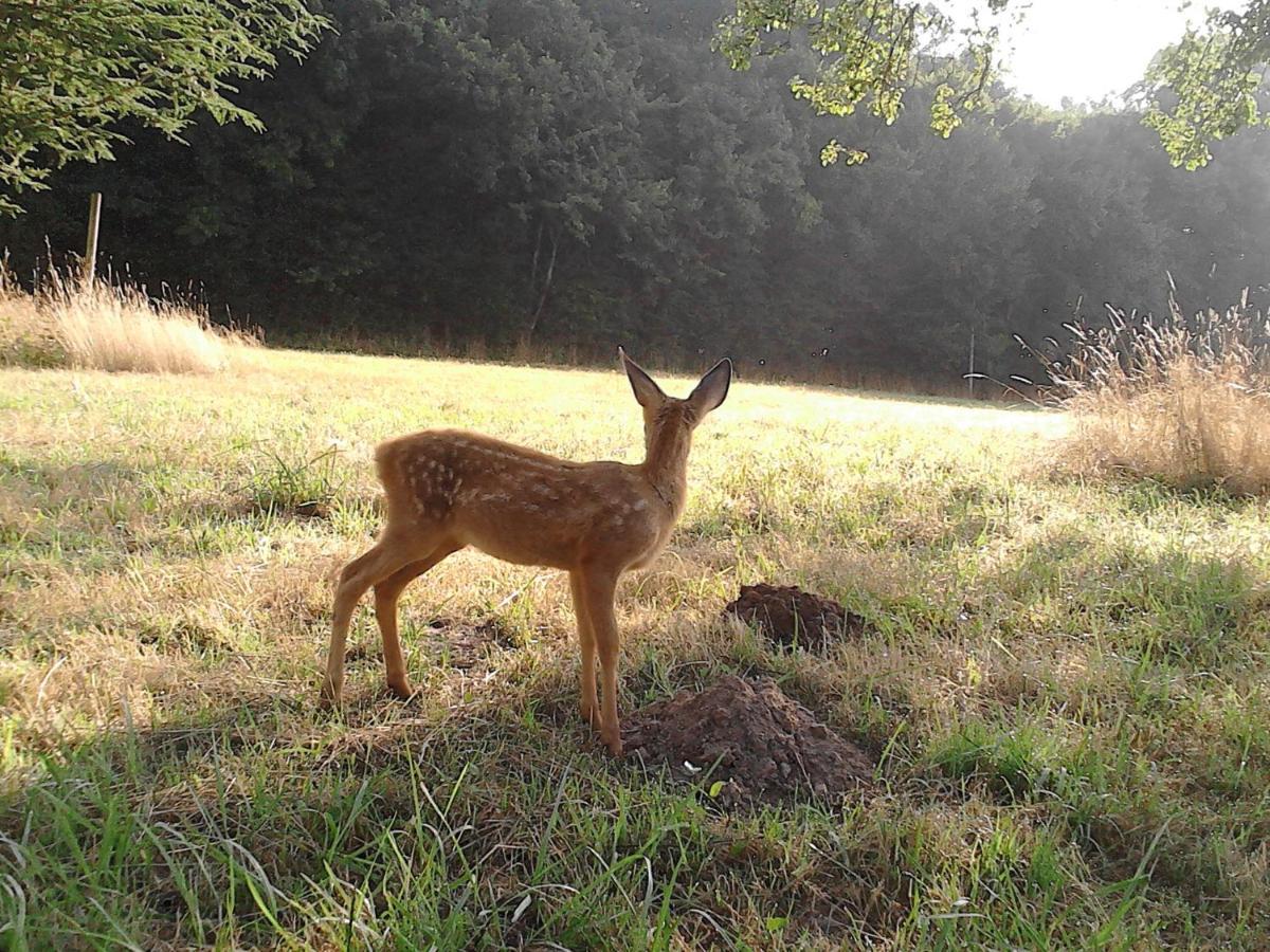 Le Rucher Bois-Normand-près-Lyre Zewnętrze zdjęcie
